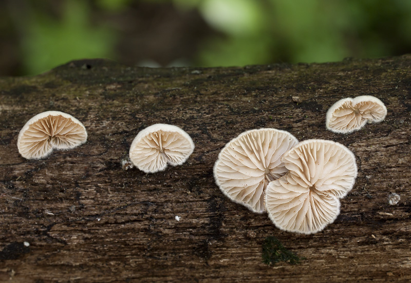 Crepidotus cesatii